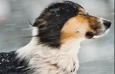 狗狗的啟蒙教育。